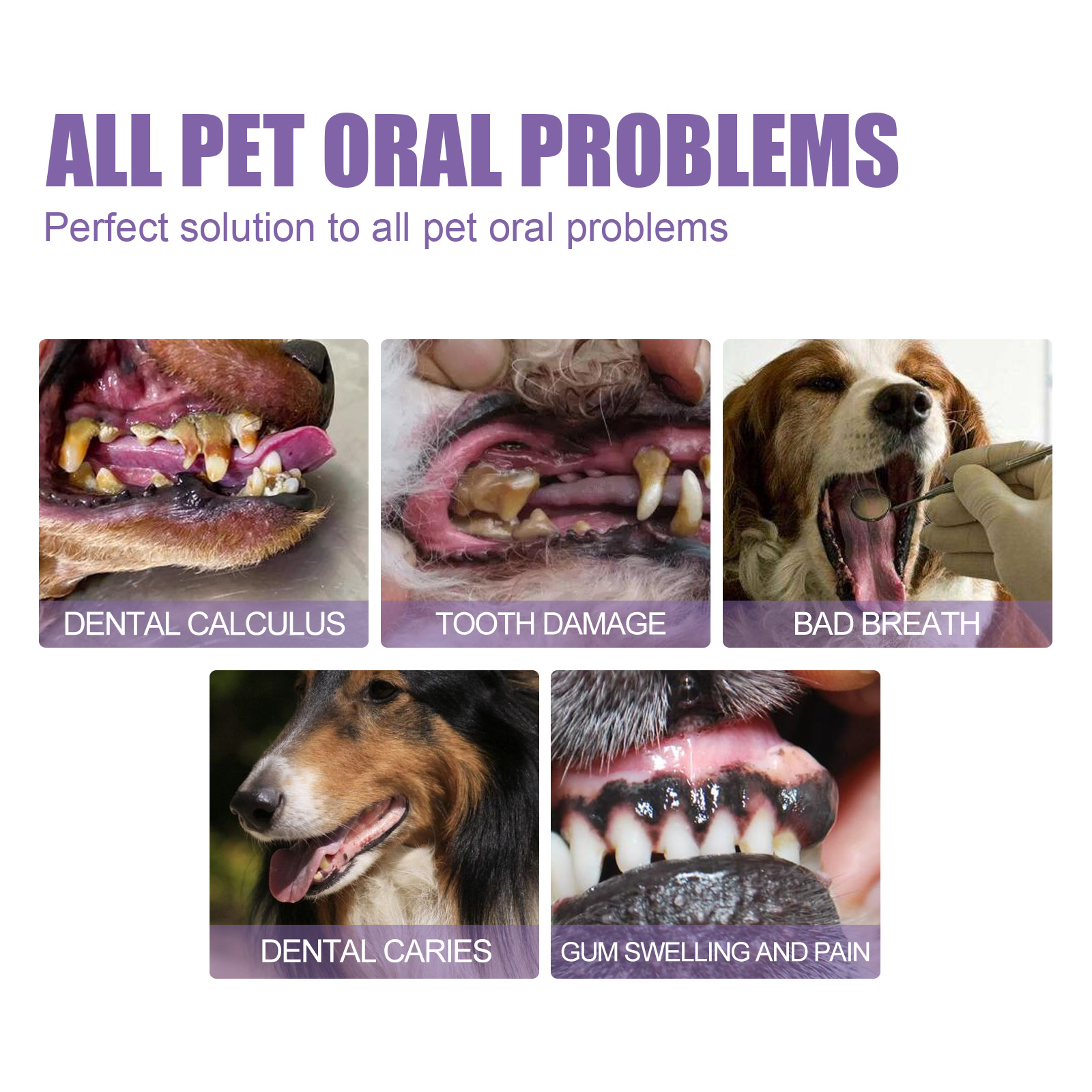 Pet Oral Repair Gel Puppy Tart - Teeth Whitening Q&M reseña y precio